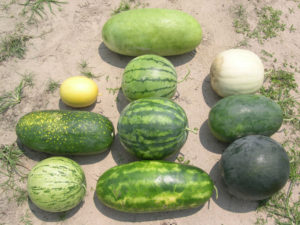 variety of watermelons