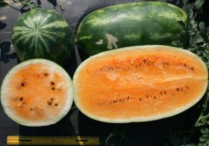 melon halfs